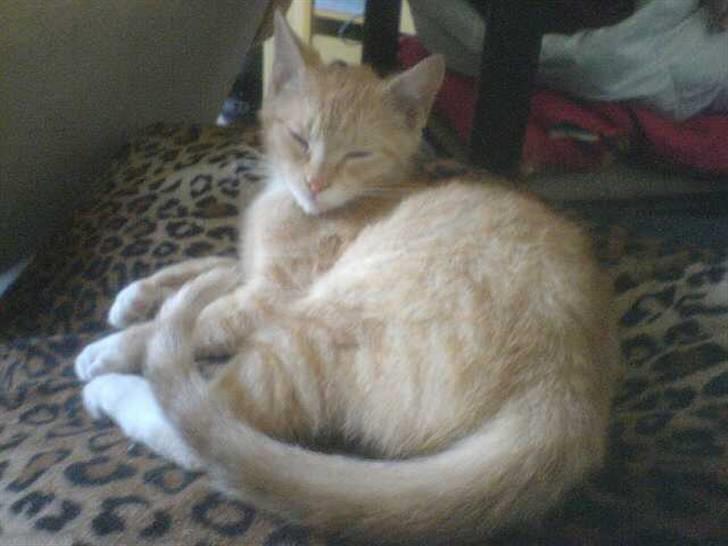 Huskat Mulle - se lige hvor sød jeg ser ud (= billede 4