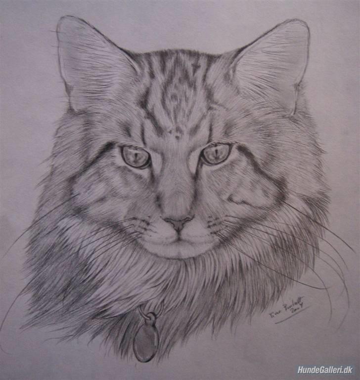 Maine Coon OLIVER. R.I.P billede 1