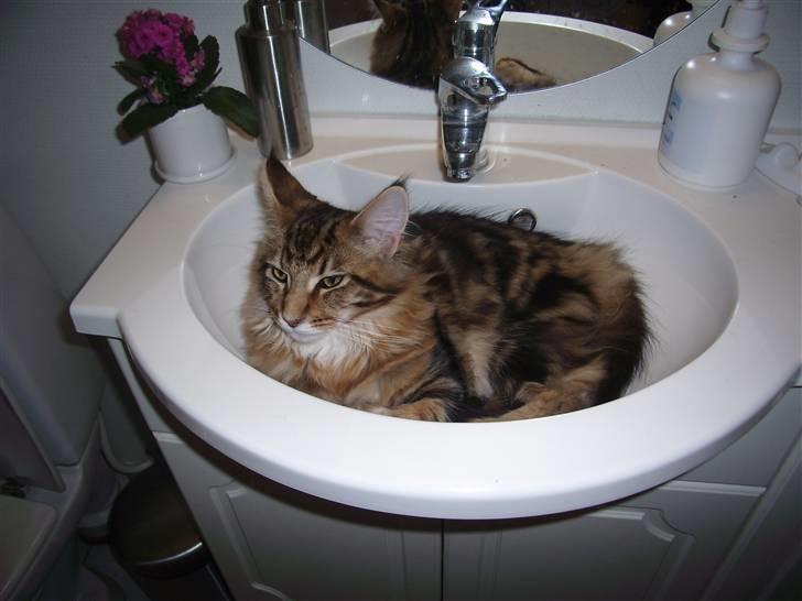 Maine Coon OLIVER. R.I.P - håndvasken passede lige i størrelsen, nu er han blev for stor til at ligge deri. billede 2