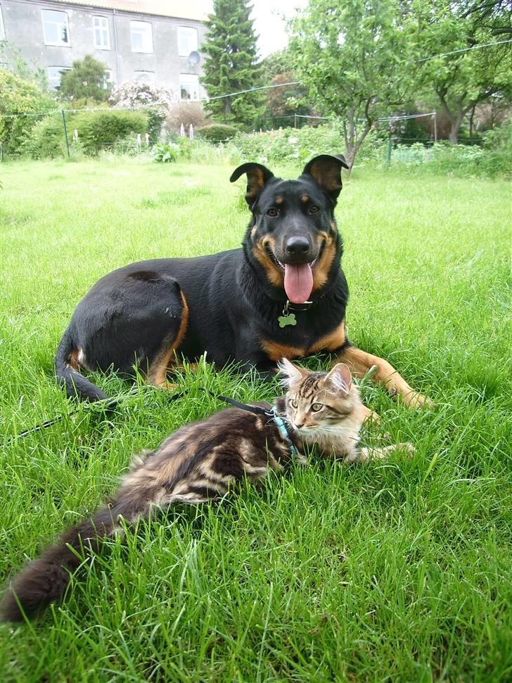 Maine Coon OLIVER. R.I.P - bailey er olivers bedste ven, de elsker at putte, hygge og lege sammen.. billede 3