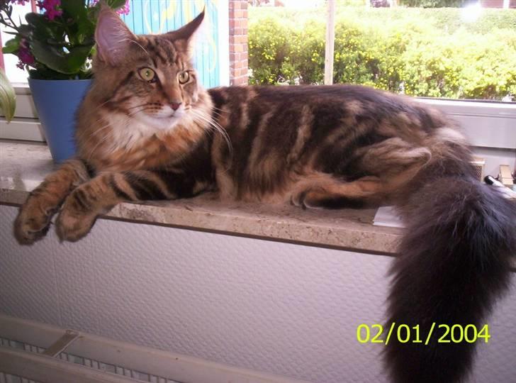 Maine Coon OLIVER. R.I.P billede 4