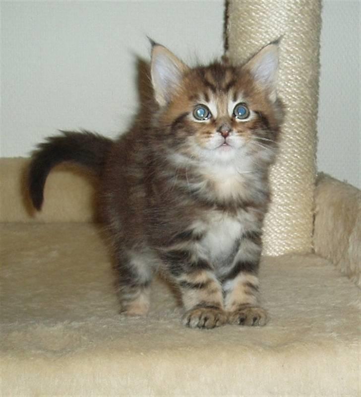 Maine Coon OLIVER. R.I.P - oliver 6 uger gammel, og allerede der en charmetrold.. billede 6