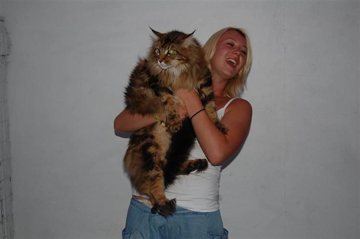 Maine Coon OLIVER. R.I.P - store lokum! :) billede 7