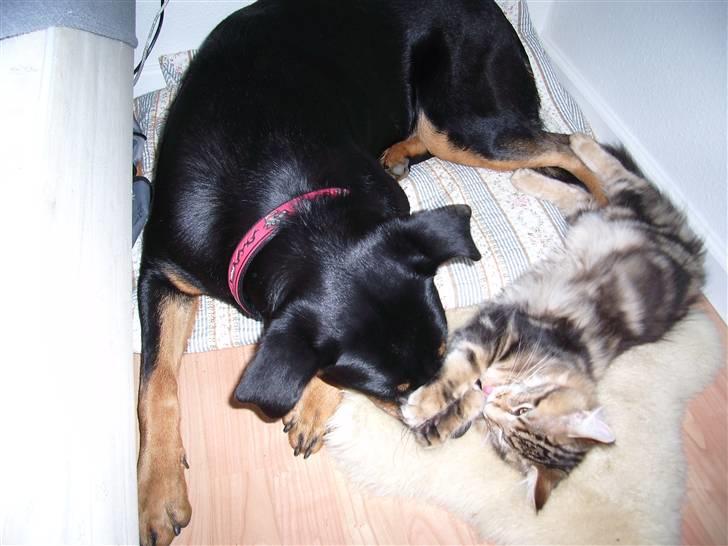 Maine Coon OLIVER. R.I.P - aftenhygge med bailey inden sengetid:D billede 8