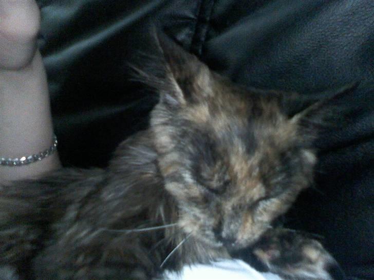 Norsk Skovkat Mischa - Mischa der ligger og sover :) billede 1