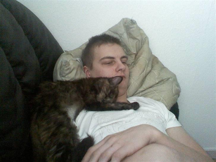 Norsk Skovkat Mischa - Mischa der ligger og sover ved "far" billede 2