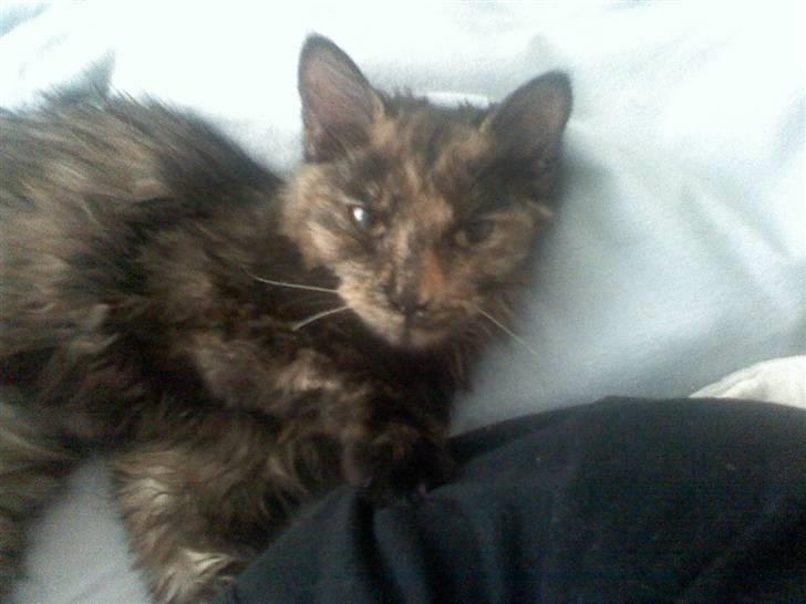 Norsk Skovkat Mischa - En morgen hvor Mischa lige har været inde og vække os (: billede 3