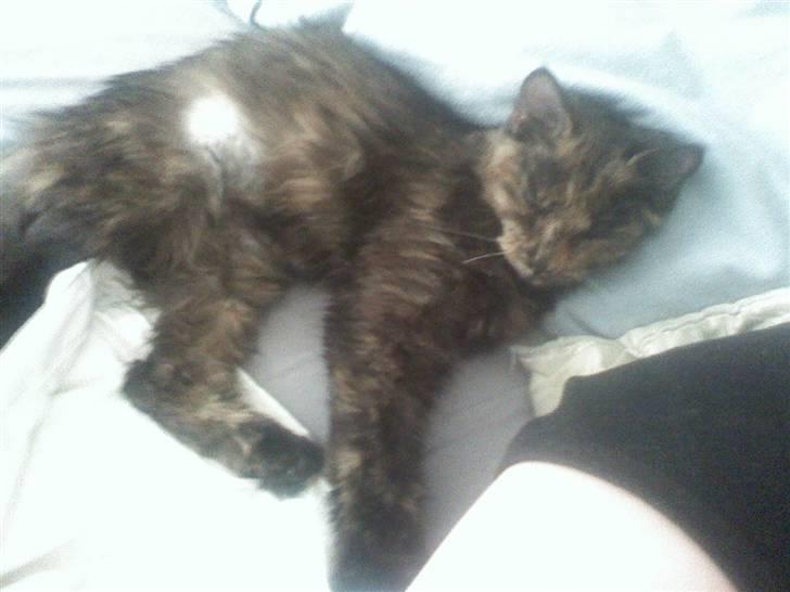 Norsk Skovkat Mischa billede 4