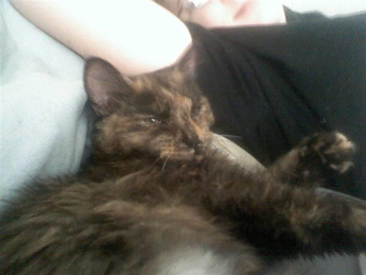 Norsk Skovkat Mischa billede 5