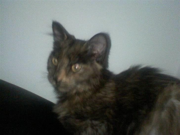 Norsk Skovkat Mischa - Her ligger hun inde i stuen og har overblik over alt hvad der sker :D billede 6