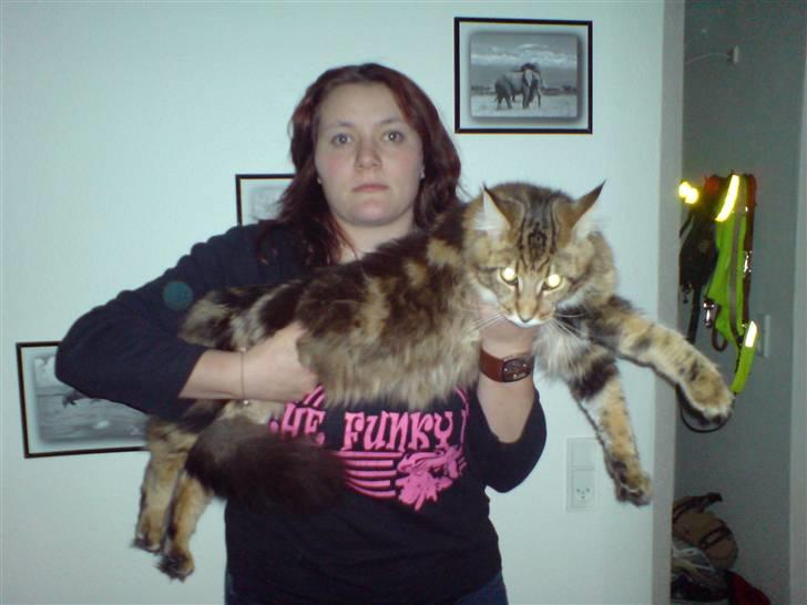 Maine Coon OLIVER. R.I.P - her er han så ca 1 år gammel, store misser.. billede 9