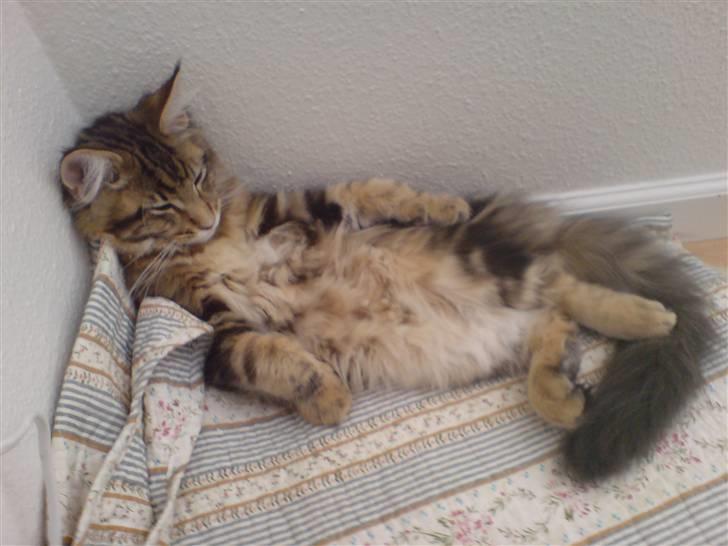 Maine Coon OLIVER. R.I.P billede 10