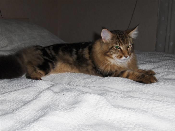 Maine Coon OLIVER. R.I.P billede 11