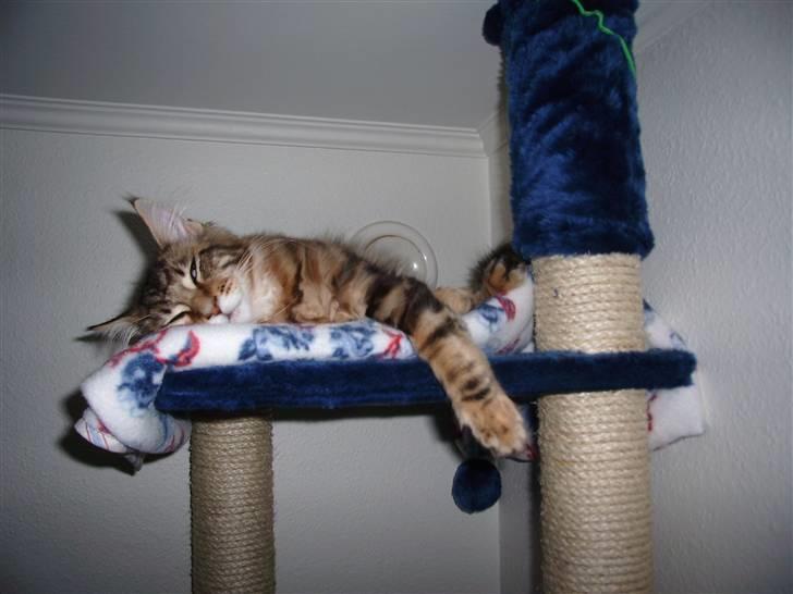 Maine Coon OLIVER. R.I.P billede 12