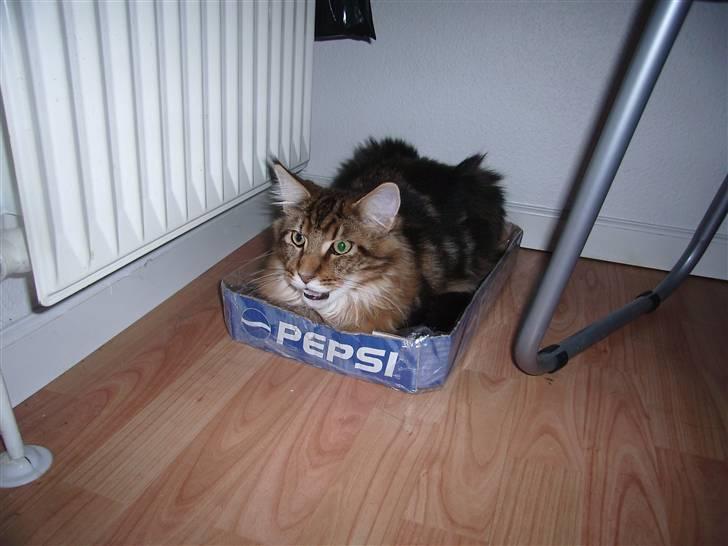 Maine Coon OLIVER. R.I.P - sodavandskasser er sådan nogle dejlige senge;) billede 13