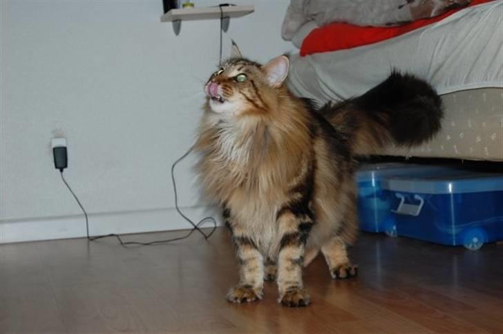 Maine Coon OLIVER. R.I.P billede 14