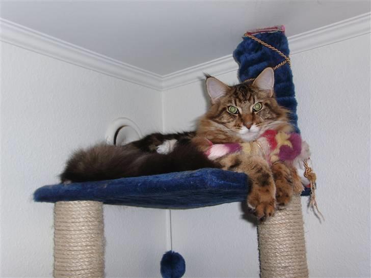 Maine Coon OLIVER. R.I.P billede 15