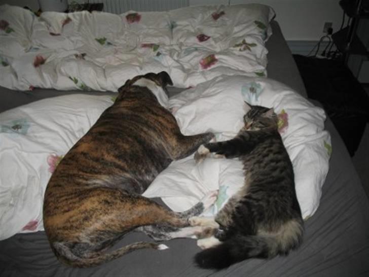 Norsk Skovkat Basse dreng billede 20