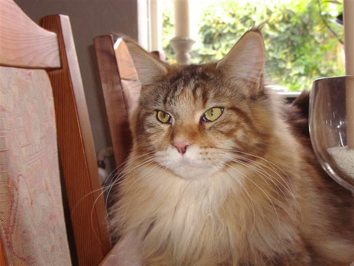 Maine Coon Rushcutter's Jelly Jewel billede 15
