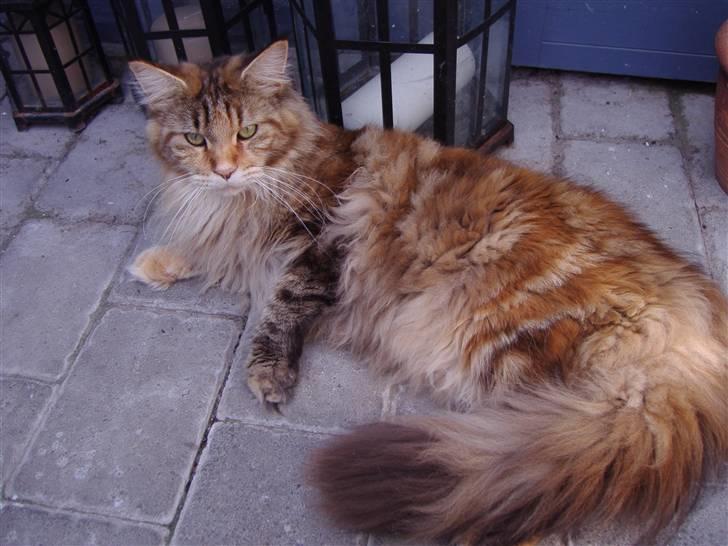 Maine Coon Rushcutter's Jelly Jewel billede 16
