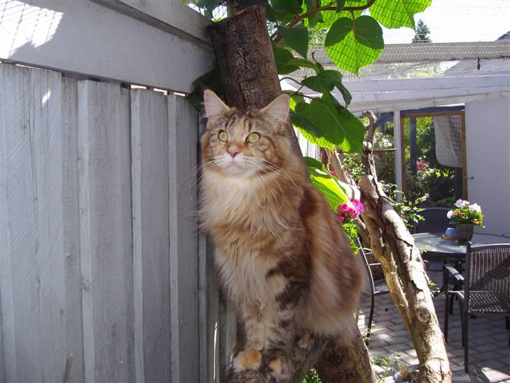 Maine Coon Rushcutter's Jelly Jewel billede 17