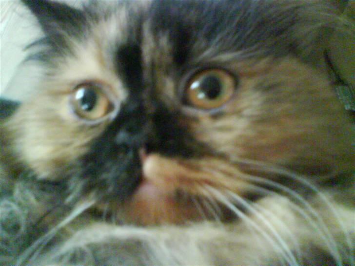 Perser Luna billede 1