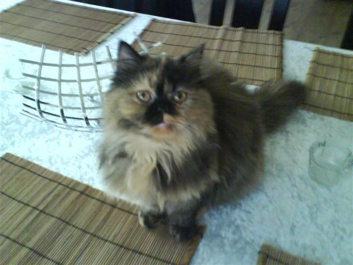 Perser Luna billede 2