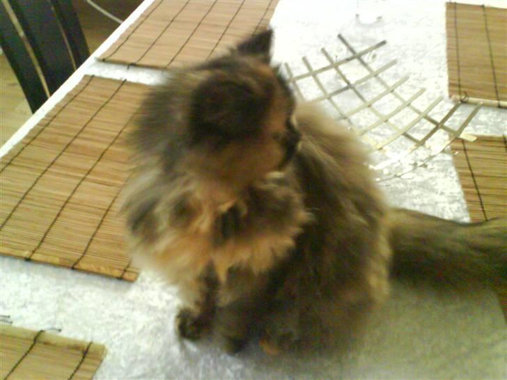 Perser Luna billede 3