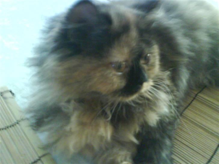Perser Luna billede 4