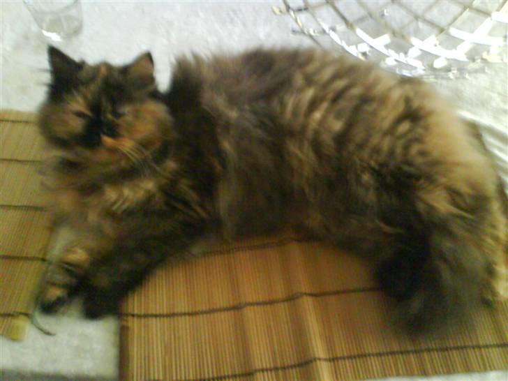 Perser Luna billede 5