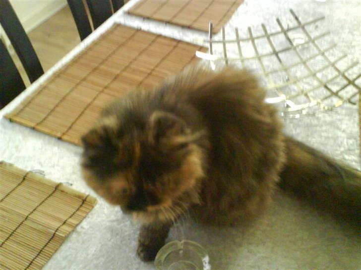 Perser Luna billede 6