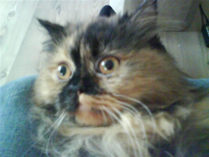 Perser Luna billede 7