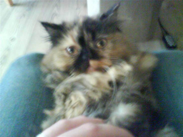 Perser Luna billede 8