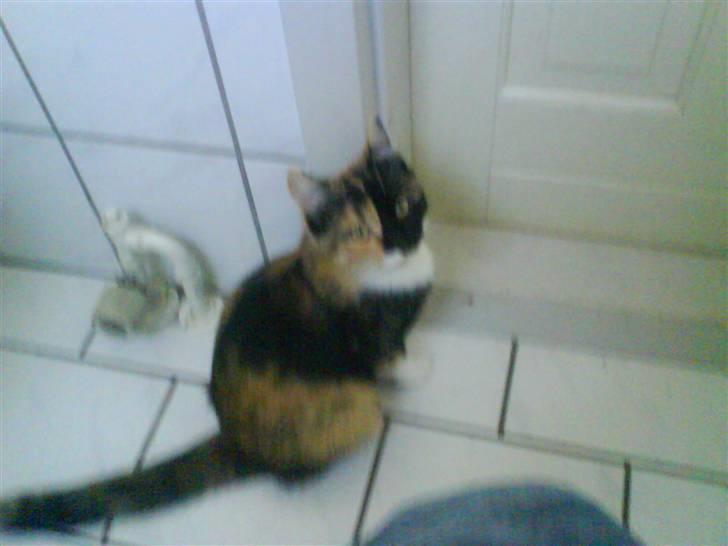 Blanding af racer Dina billede 2