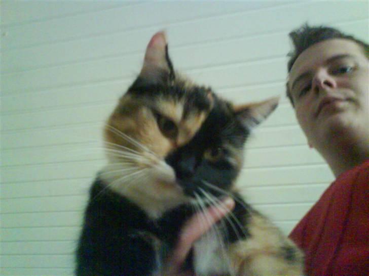 Blanding af racer Dina billede 3