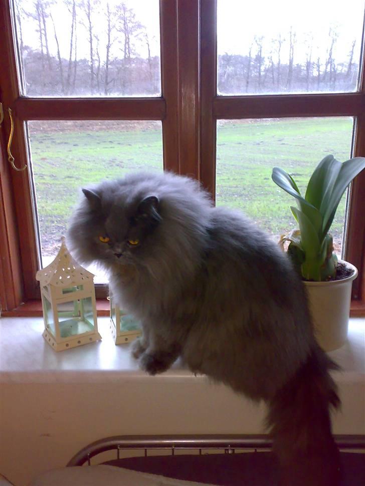 Perser monz billede 10