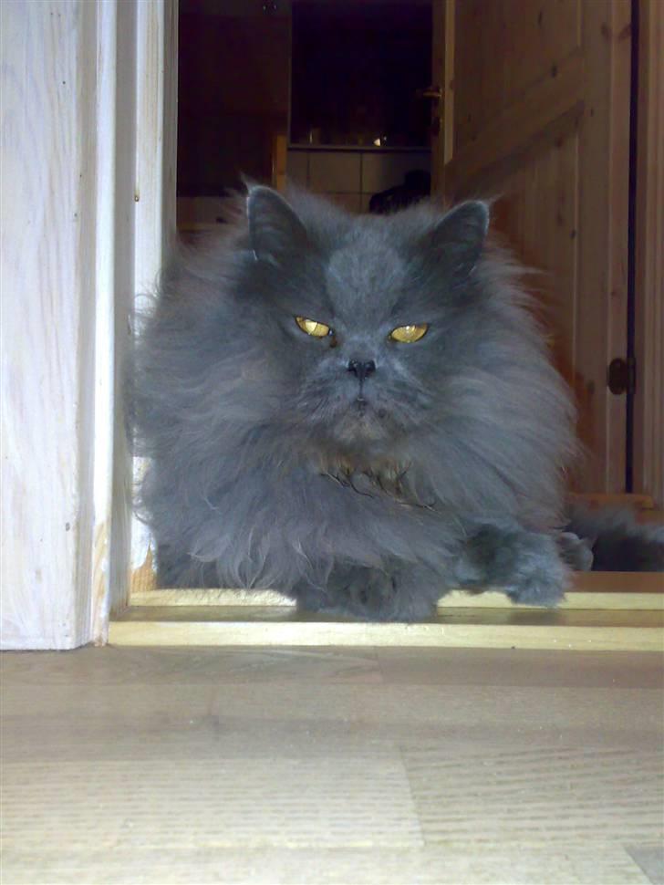 Perser monz billede 11