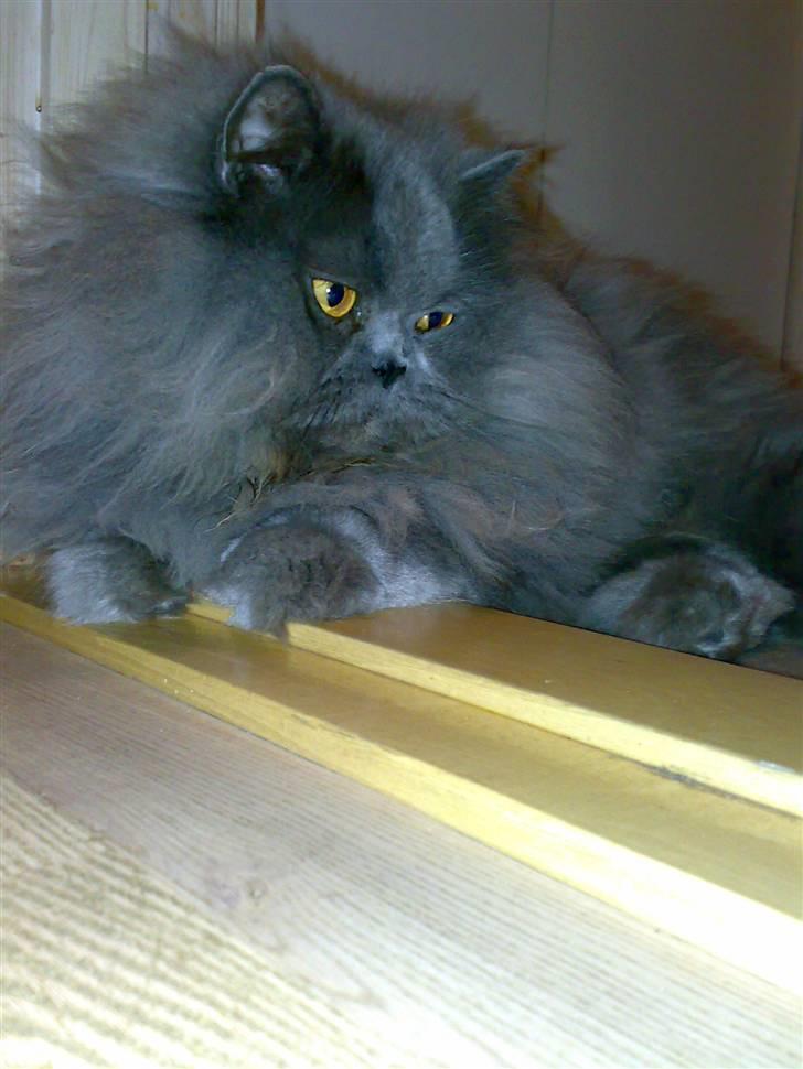 Perser monz billede 12