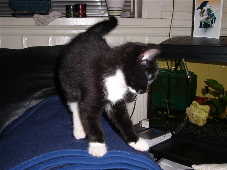 Blanding af racer Alonso billede 6