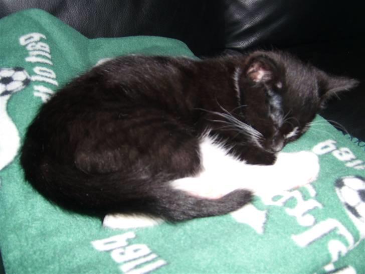 Blanding af racer Alonso billede 7