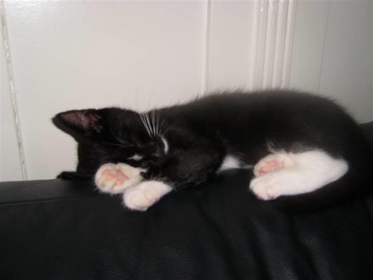 Blanding af racer Alonso billede 8