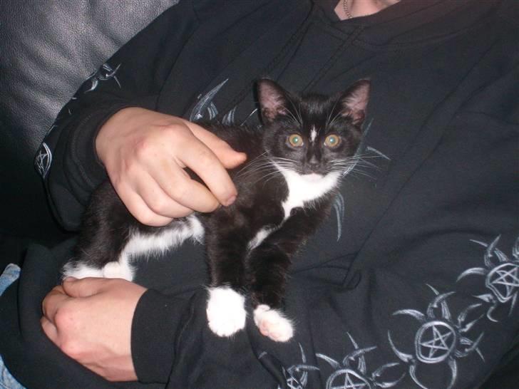 Blanding af racer Alonso billede 9