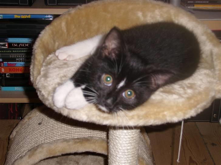 Blanding af racer Alonso billede 10