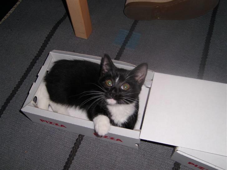 Blanding af racer Alonso billede 11