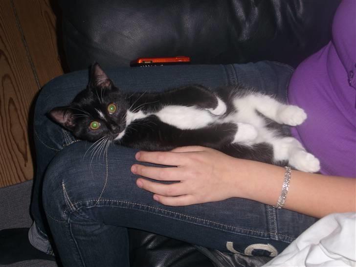 Blanding af racer Alonso billede 12