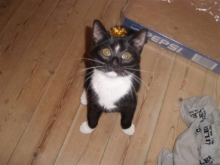 Blanding af racer Alonso billede 13