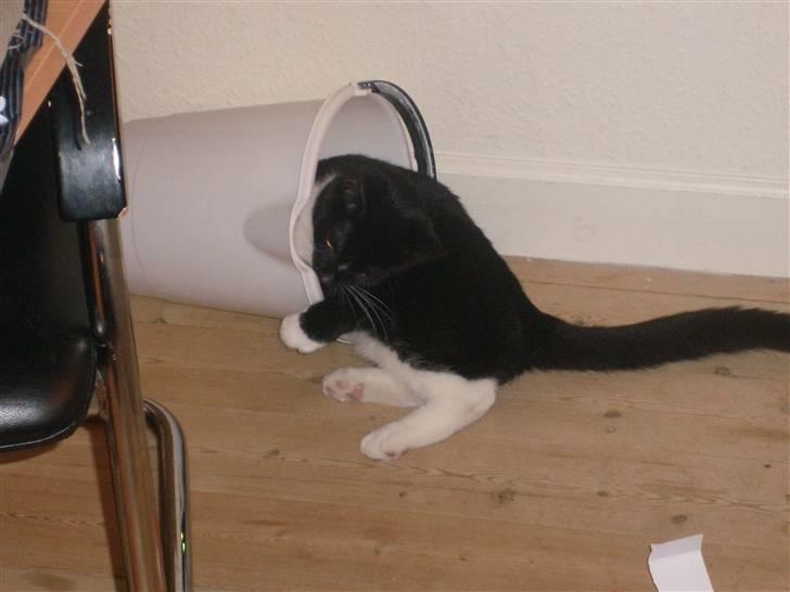 Blanding af racer Alonso billede 14