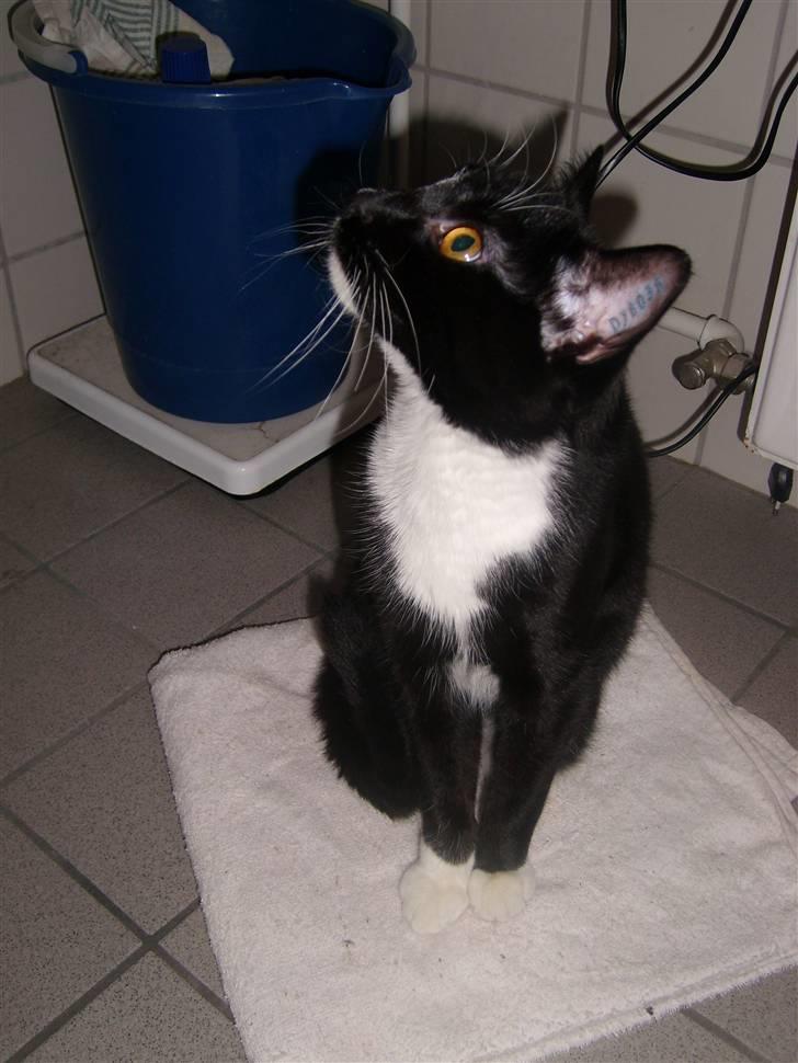 Blanding af racer Alonso billede 15