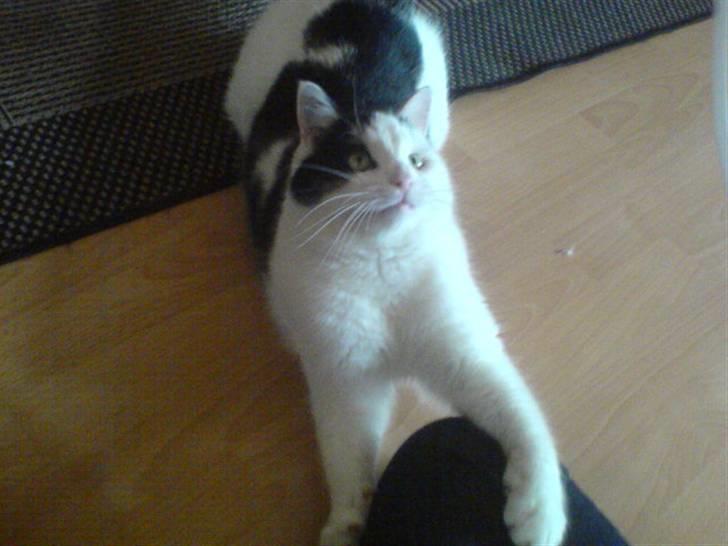 Huskat misser - jeg ska nok få den billede 8