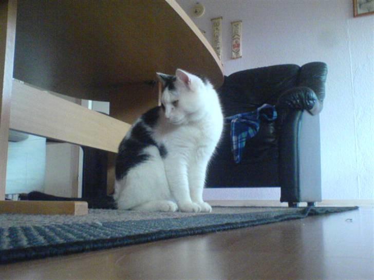 Huskat misser - hvad er det der er der  billede 9